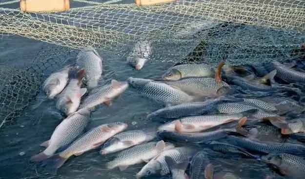 羅茨鼓午夜久久精品水產養殖鱖魚案例